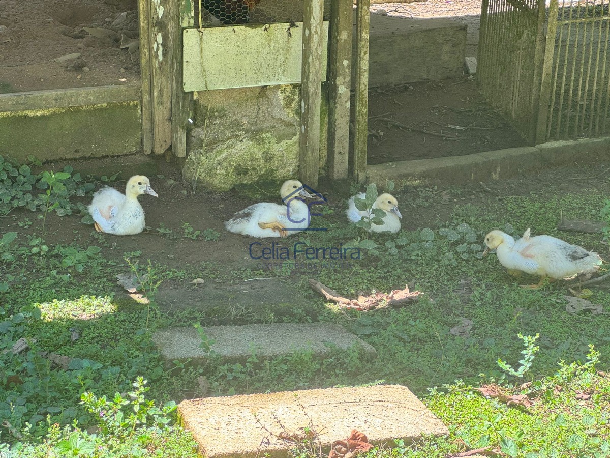 Fazenda à venda com 4 quartos, 200m² - Foto 13